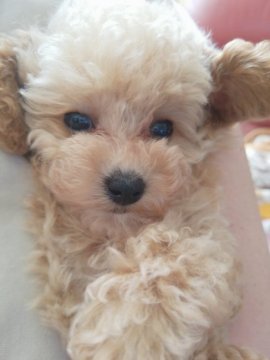 トイプードル(ティーカップ)【北海道・男の子・2021年7月18日・アプリコット】の写真「訳ありちびちゃん小さな男の子」