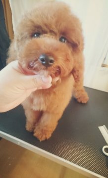 トイプードル(トイ)【北海道・男の子・2015年10月4日・レッド】の写真「くりくりおめめにふわふわくまさん」