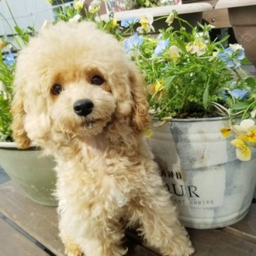 トイプードル(タイニー)【北海道・女の子・2023年1月17日・アプリコット】の写真「明るくてかわいい女の子」