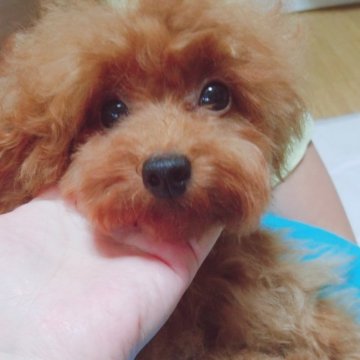 トイプードル(ティーカップ)【北海道・男の子・2019年4月19日・レッド】の写真「マイクロカップかな
おめめくりくり小さいこ」
