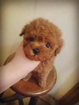 トイプードル(ティーカップ)【北海道・男の子・2016年2月29日・レッド】の写真「小さいな男の子」