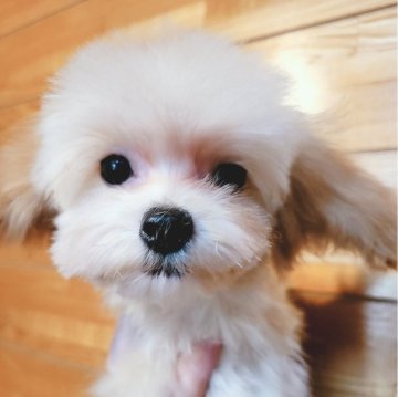 チワプー(トイプードル×チワプー)【北海道・男の子・2024年1月28日・クリーム】の写真「ティーカップチワプ」