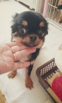 チワワ(ロング)【北海道・女の子・2014年10月13日・ブラックタン】の写真「くりくりおめめの可愛い子〰✨」