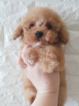 トイプードル(ティーカップ)【北海道・女の子・2021年11月21日・アプリコット】の写真「胸元に白毛がかわいい」