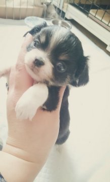 チワワ(ロング)【北海道・男の子・2016年1月23日・トライカラー】の写真「お鼻短いですよ」