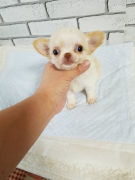 チワワ(ロング)【北海道・男の子・2017年8月21日・ホワイト&クリーム】の写真「鼻ぺちゃっ男の子」