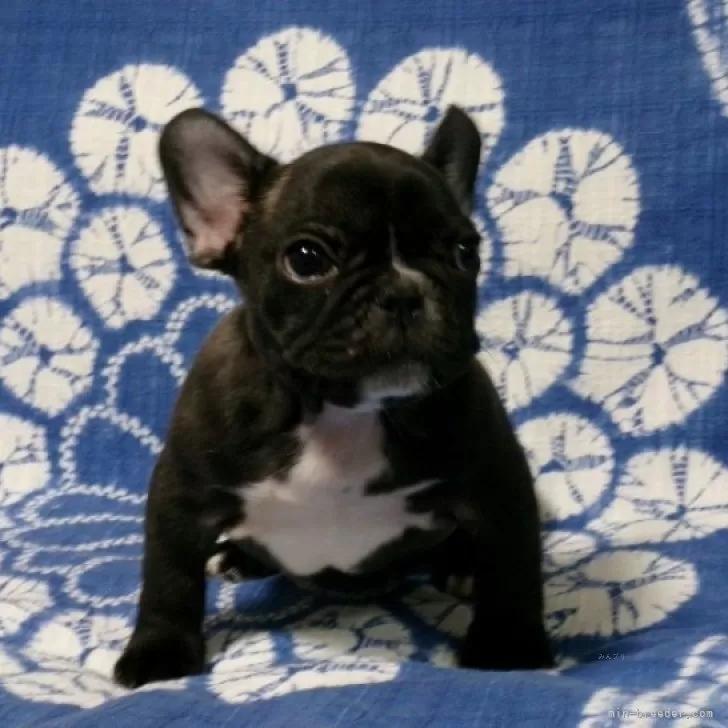 うめ。 様のお迎えした子犬