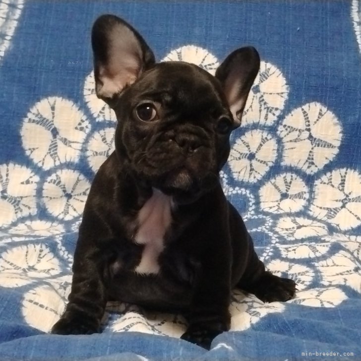 ブリーダー画像