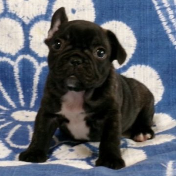 フレンチブルドッグ【佐賀県・男の子・2024年11月7日・ブリンドル】の写真「とっても可愛い男の子です。(^-^)」