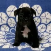 フレンチブルドッグ