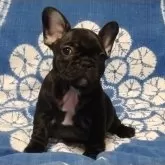 フレンチブルドッグ