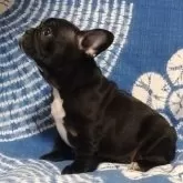 フレンチブルドッグ【佐賀県・男の子・2025年9月11日・ブリンドル】の写真2「食欲も旺盛です(*^o^*)」