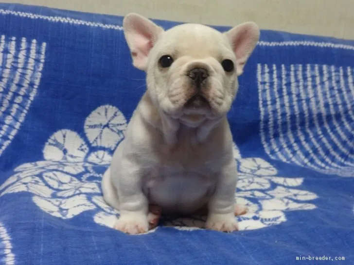 ID：2012-01421の子犬