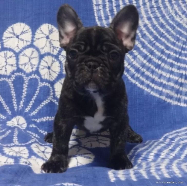 ID：2312-03458の子犬