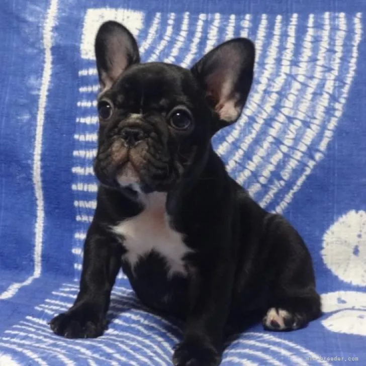 ID：2208-00966の子犬