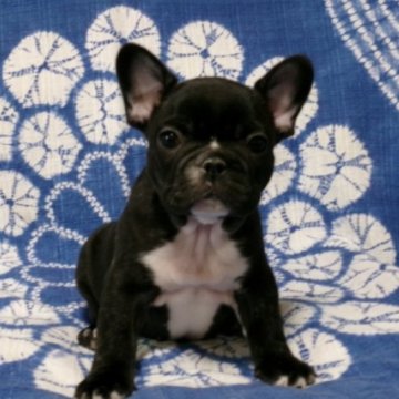 フレンチブルドッグ【佐賀県・女の子・2023年11月6日・ブリンドル】の写真「丸々コロコロどっしりしていてとっても可愛いですよ♪」