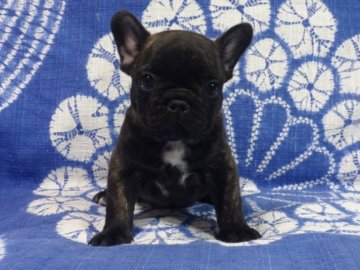 フレンチブルドッグ【佐賀県・男の子・2016年12月3日・ブリンドル】の写真「甘えん坊の元気な男の子です。(^-^)」
