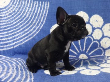 フレンチブルドッグ【佐賀県・男の子・2019年3月5日・ブリンドル】の写真「甘えん坊の元気な男の子です。(^-^)」