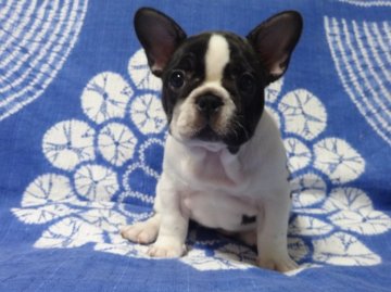 フレンチブルドッグ【佐賀県・女の子・2015年7月21日・パイド】の写真「まるまる骨量抜群のフレンチブルドッグです♪♪」