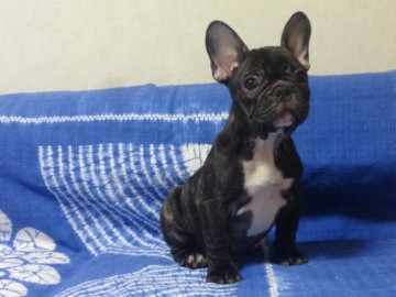 フレンチブルドッグ【佐賀県・男の子・2021年6月25日・ブリンドル】の写真「とっても可愛い男の子です。(^-^)」