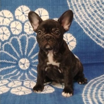 フレンチブルドッグ【佐賀県・女の子・2023年9月5日・ブリンドル】の写真「丸々コロコロどっしりしていてとっても可愛いですよ♪」