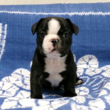 フレンチブルドッグ【佐賀県・男の子・2024年4月22日・ブリンドル&ホワイト】の写真「丸々コロコロどっしりしていてとっても可愛いですよ♪」