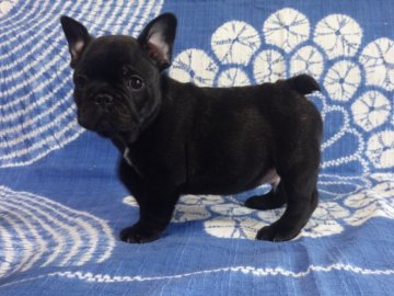 フレンチブルドッグ【佐賀県・男の子・2021年2月27日・ブリンドル】の写真「SAMURAI JACKのひ孫です」