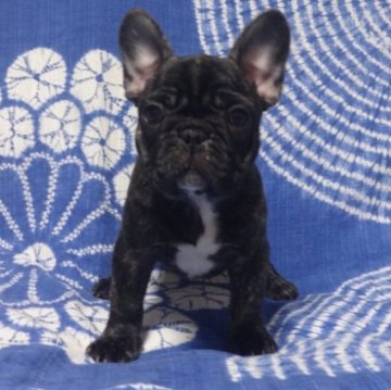 フレンチブルドッグ【佐賀県・女の子・2023年9月28日・ブリンドル】の写真「とっても可愛い女の子です。(^-^)」