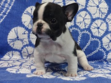 フレンチブルドッグ【佐賀県・女の子・2016年12月3日・ブリンドル&ホワイト】の写真「甘えん坊の元気な女の子です。(^-^)」