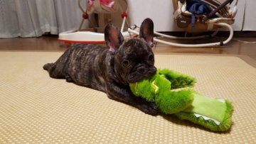 フレンチブルドッグ【佐賀県・男の子・2017年4月17日・ブリンドル】の写真「甘えん坊の元気な男の子です。(^-^)」