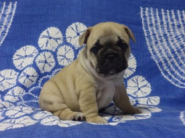 フレンチブルドッグ【佐賀県・男の子・2018年5月25日・フォーン】の写真「まるまる骨量抜群のフレンチブルドッグです♪♪」