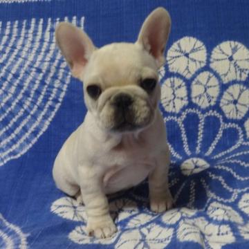 フレンチブルドッグ【佐賀県・男の子・2022年9月26日・クリーム】の写真「丸々コロコロどっしりしていてとっても可愛いですよ♪」