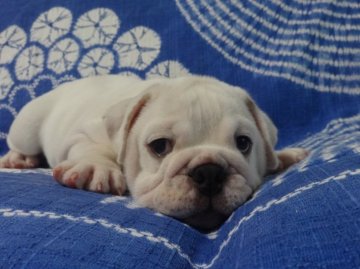 ブルドッグ【佐賀県・男の子・2016年6月15日・ホワイト】の写真「甘えん坊の元気な男の子です。(^-^)」