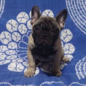 フレンチブルドッグ【佐賀県・男の子・2023年9月18日・フォーン】の写真「まるまる骨量抜群のフレンチブルドッグです♪♪」