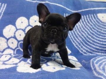 フレンチブルドッグ【佐賀県・男の子・2015年8月4日・ブリンドル】の写真「まるまる骨量抜群のフレンチブルドッグです♪♪」