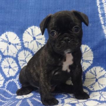 フレンチブルドッグ【佐賀県・男の子・2022年5月24日・ブリンドル】の写真「とっても可愛い男の子です。(^-^)」