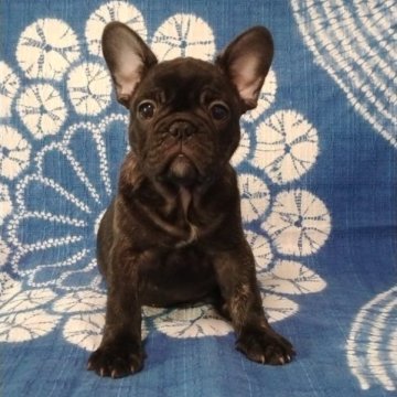 フレンチブルドッグ【佐賀県・女の子・2023年9月5日・ブリンドル】の写真「とっても可愛い女の子です♪♪」