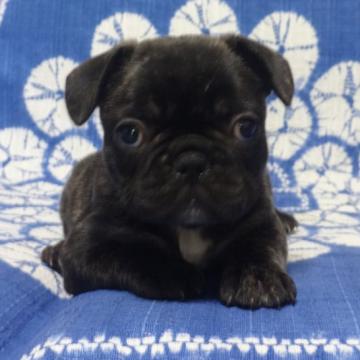 フレンチブルドッグ【佐賀県・男の子・2022年5月24日・ブリンドル】の写真「まるまる骨量抜群のフレンチブルドッグです♪♪」