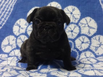 フレンチブルドッグ【佐賀県・女の子・2017年8月14日・ブリンドル】の写真「まるまる骨量抜群のフレンチブルドッグです♪♪」