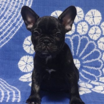フレンチブルドッグ【佐賀県・男の子・2023年9月5日・ブリンドル】の写真「とっても可愛い男の子です♪♪」
