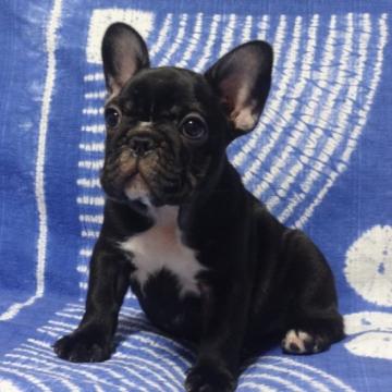 フレンチブルドッグ【佐賀県・女の子・2022年6月15日・ブリンドル】の写真「まるまる骨量抜群のフレンチブルドッグです♪♪」