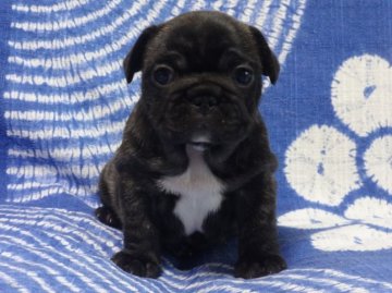 フレンチブルドッグ【佐賀県・女の子・2016年5月2日・ブリンドル】の写真「まるまる骨量抜群のフレンチブルドッグです♪♪」