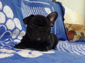 フレンチブルドッグ【佐賀県・男の子・2015年8月4日・ブリンドル】の写真「まるまる骨量抜群のフレンチブルドッグです♪♪」