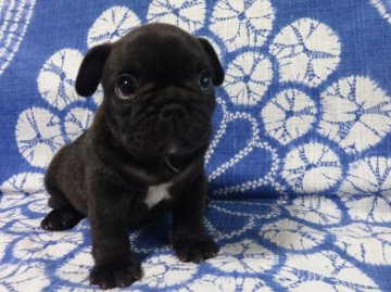 フレンチブルドッグ【佐賀県・男の子・2015年7月21日・ブリンドル】の写真「まるまる骨量抜群のフレンチブルドッグです♪♪」