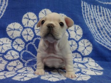 フレンチブルドッグ【佐賀県・男の子・2015年11月26日・クリーム】の写真「まるまる骨量抜群のフレンチブルドッグです♪♪」