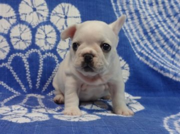 フレンチブルドッグ【佐賀県・男の子・2015年11月26日・クリーム】の写真「まるまる骨量抜群のフレンチブルドッグです♪♪」