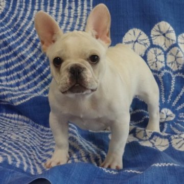 フレンチブルドッグ【佐賀県・男の子・2022年9月26日・クリーム】の写真「甘えん坊のとっても可愛い男の子です。(^-^)」