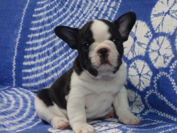フレンチブルドッグ【佐賀県・男の子・2016年12月3日・ブリンドル&ホワイト】の写真「まるまる骨量抜群のフレンチブルドッグです♪♪」