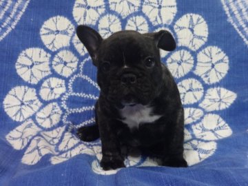 フレンチブルドッグ【佐賀県・男の子・2017年10月25日・ブリンドル】の写真「まるまる骨量抜群のフレンチブルドッグです♪♪」