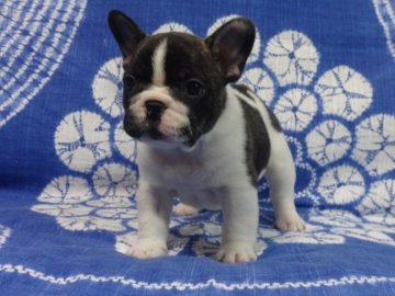 フレンチブルドッグ【佐賀県・男の子・2016年12月3日・パイド】の写真「まるまる骨量抜群のフレンチブルドッグです♪♪」